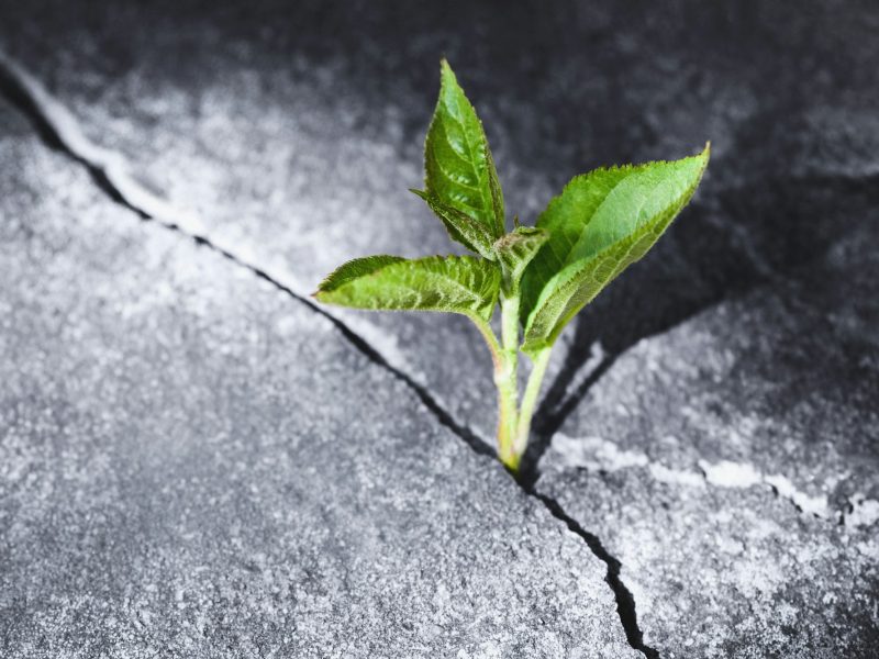 Green sprout growing in stone slab - rebirth, revival, resilience and new life concept